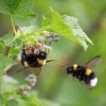Common Pesticides Reduce Sleep Quantity in Insects