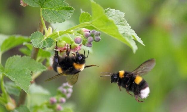 Common Pesticides Reduce Sleep Quantity in Insects
