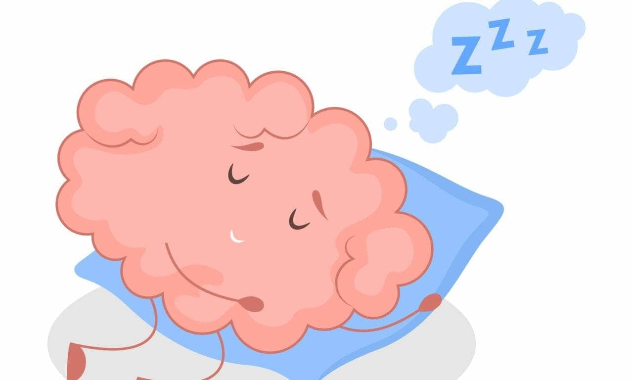 How the Fruit Fly Brain Senses the Need for Sleep