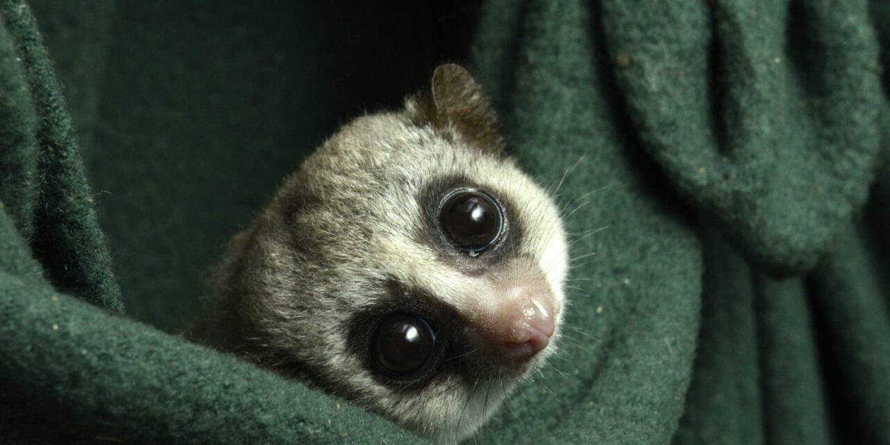 Duke Lemur Center Works to Understand Hibernation