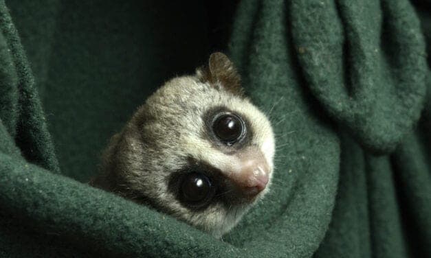 Duke Lemur Center Works to Understand Hibernation