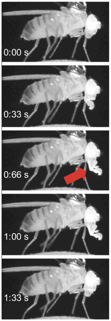 fruit-fly-sleep-waste