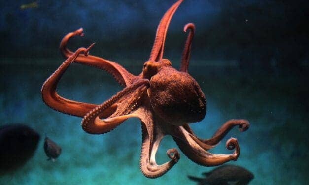 Sleeping Octopuses Might Experience Fleeting Dreams – New Study