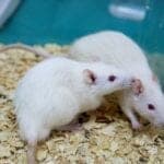 Restless Legs Syndrome Research Will Become Easier to Compare & Replicate