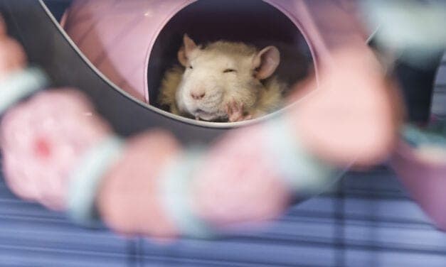 Sleep Twitches Facilitate Motor Cortex Development in Rats