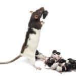 In Rats, Inducing Low Oxygen During Sleep Causes Autism-Like Changes in Male Offspring