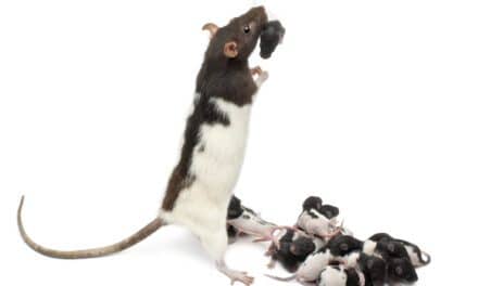 In Rats, Inducing Low Oxygen During Sleep Causes Autism-Like Changes in Male Offspring