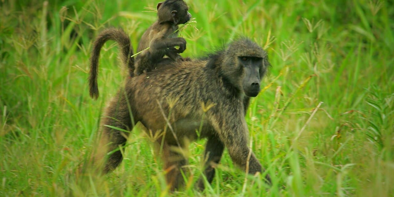 The Sleep Habits of Baboons