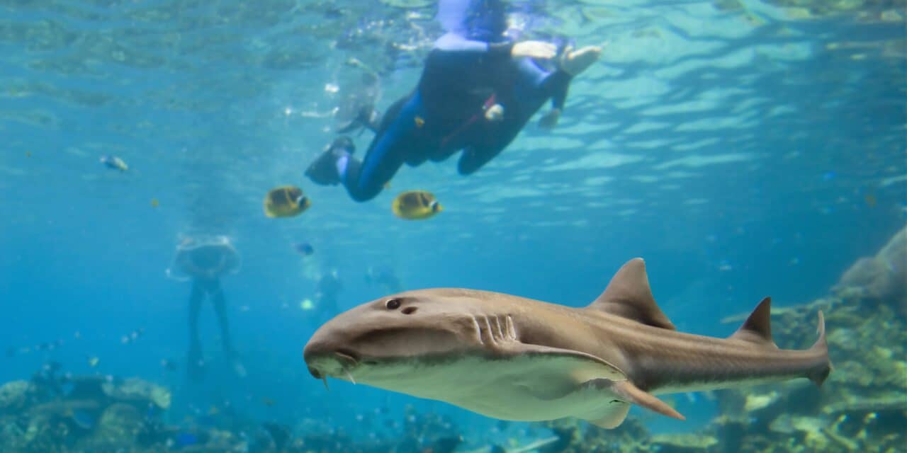 Eye Closure Is Not a Great Indicator That a Shark is Asleep