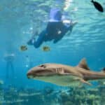 Eye Closure Is Not a Great Indicator That a Shark is Asleep