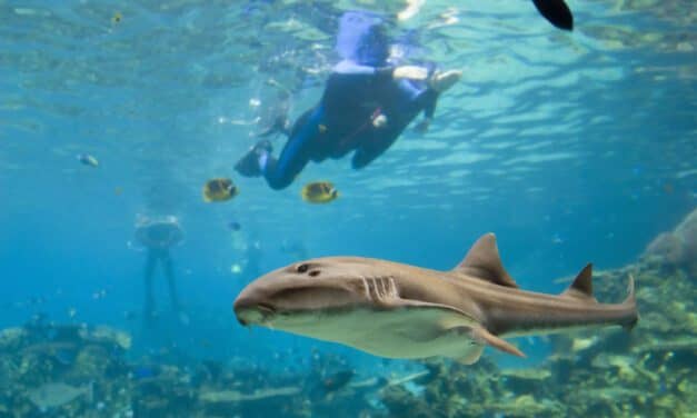 Eye Closure Is Not a Great Indicator That a Shark is Asleep
