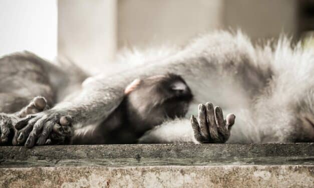 Why Humans Get Less Sleep Than Other Primates