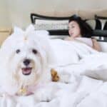 Dogs and Cats Affect Owners’ Sleep Quality Differently