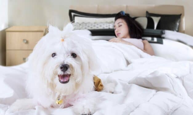 Dogs and Cats Affect Owners’ Sleep Quality Differently