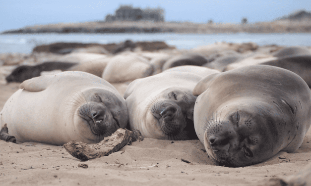 Elephant Seals Take Power Naps to the Extreme