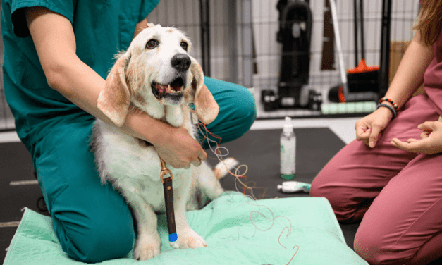 Dogs with Dementia Experience Similar Sleep Issues as Humans