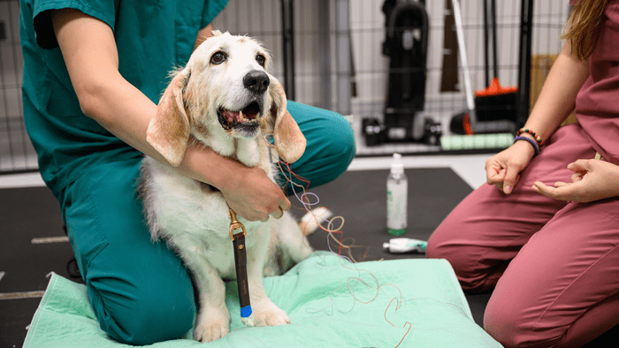 Dogs with Dementia Experience Similar Sleep Issues as Humans