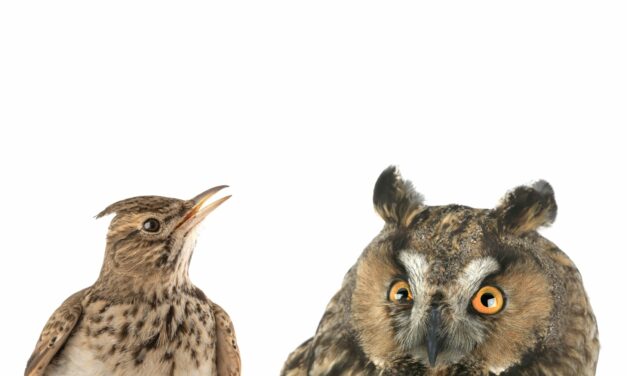 Morning Lark or Night Owl? Science Shows Your Chronotype Can Shift