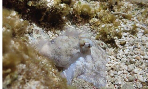 Octopus Sleep Mirrors Humans with Wake-Like Stage