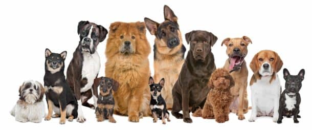 Snout Type Influences Sleep Apnea Risk in Dogs