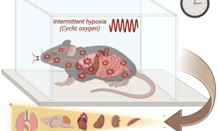 Sleep Apnea Alters Gene Activity Patterns Over 24 Hours 