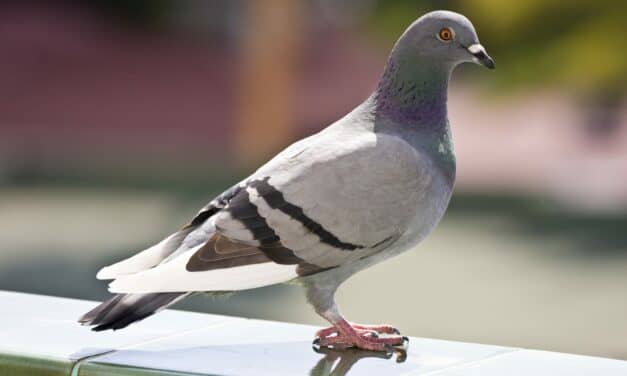 Pigeons Share Sleep Patterns and Dreaming Traits with Humans