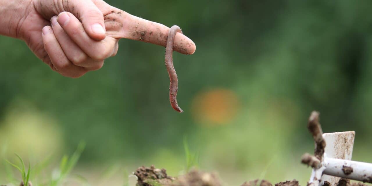 Worm Genes Unveil Crucial Pathways in Sleep Regulation