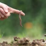Worm Genes Unveil Crucial Pathways in Sleep Regulation