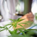 Incannex to Begin Investigational New Drug Opening Trial of IHL-42X in OSA