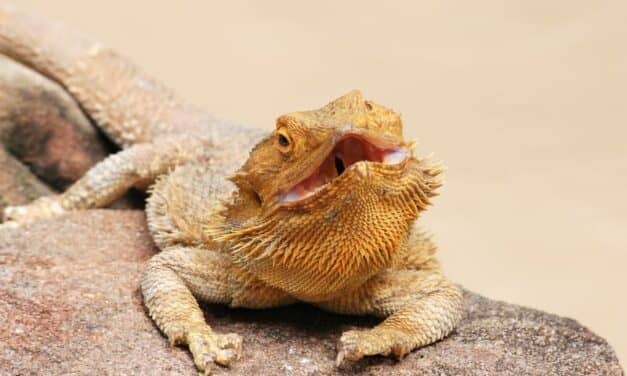 Do Spiders Dream? What About Cuttlefish? Bearded Dragons?