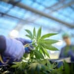 Medical Cannabis Relieves Fatigue, Yet Sleep Disturbances Remain