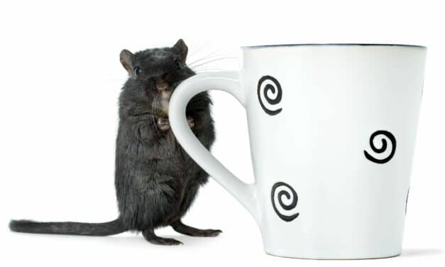 Surprisingly, Mice that Drink Caffeine Sleep More Solidly