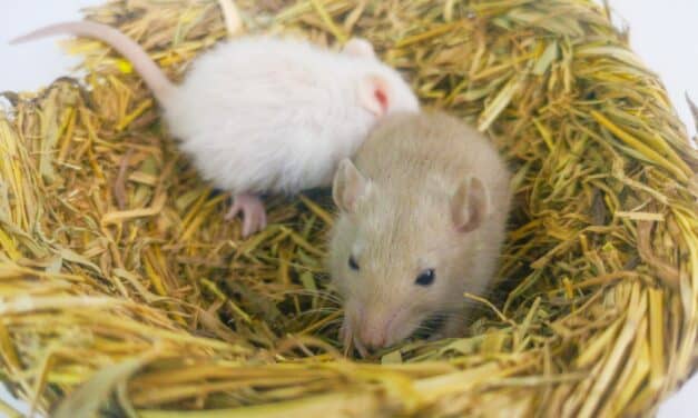 Nesting in Mice Unveils the Brain’s Innate Drive for Pre-Sleep Prep
