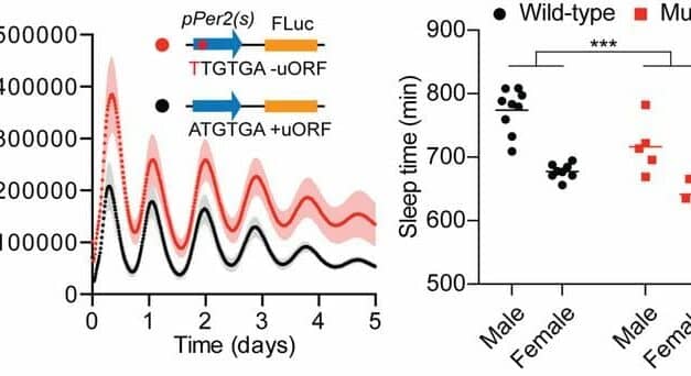 A Surprising Way to Disrupt the Sleep/Wake Cycle 