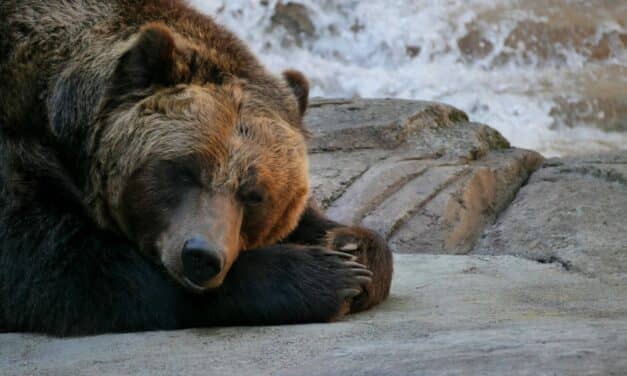 Circadian Rhythms Active in Hibernating Grizzly Bears