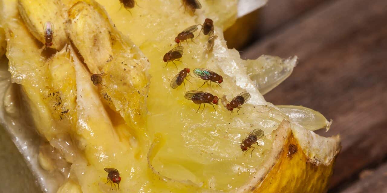 Certain Molecule Plays a Surprising Role in How Fruit Flies Sleep—Especially When Hungry