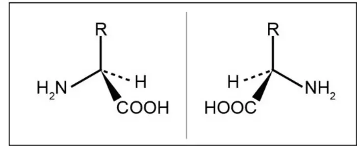 Rare Amino Acid Key to Regulating Sleep and Blood Sugar, Study Finds
