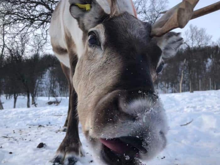 Reindeer Sleep While Ruminating
