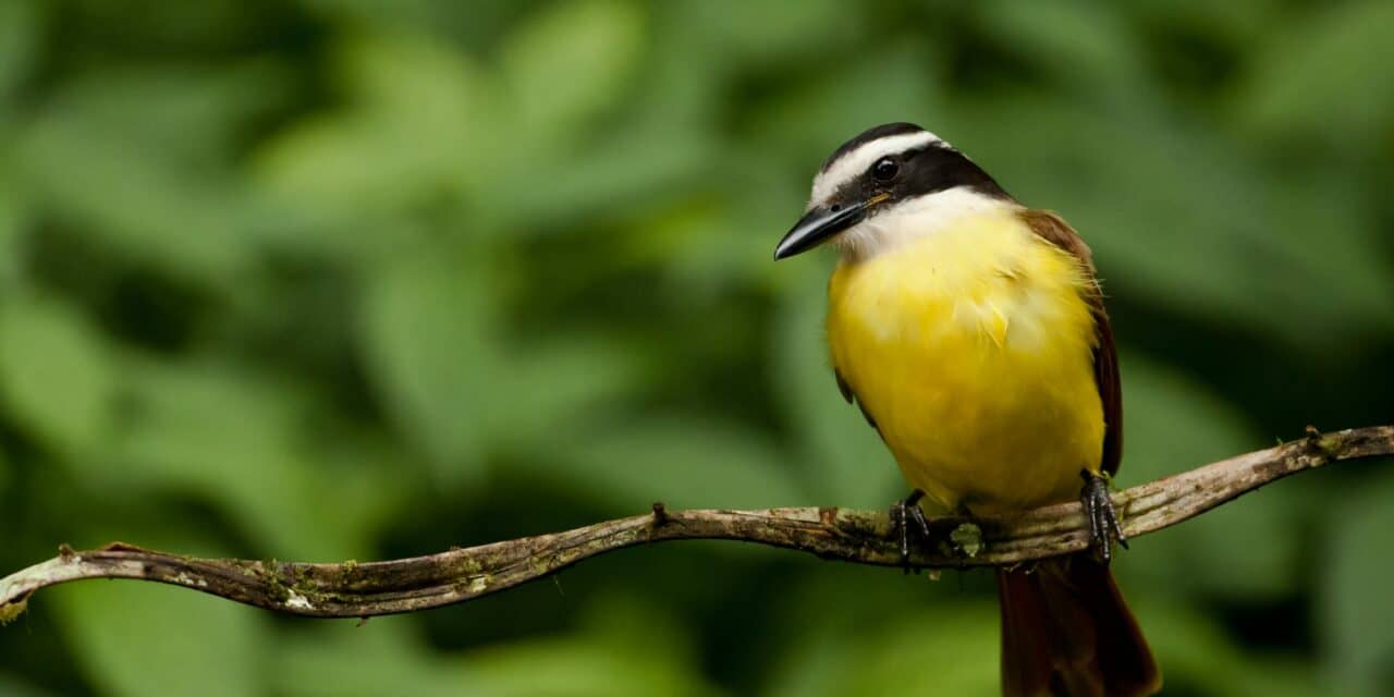Vocal Muscle Activity in Sleeping Birds Turned into Music