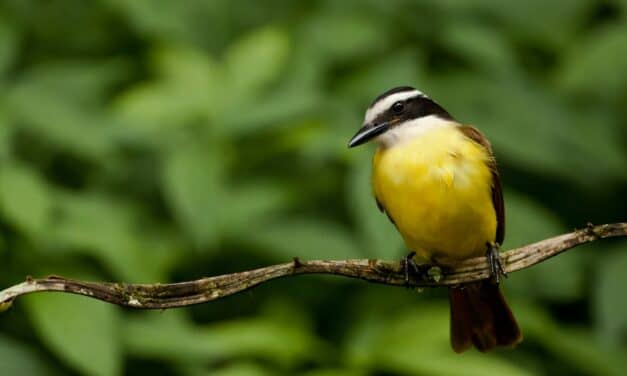 Vocal Muscle Activity in Sleeping Birds Turned into Music