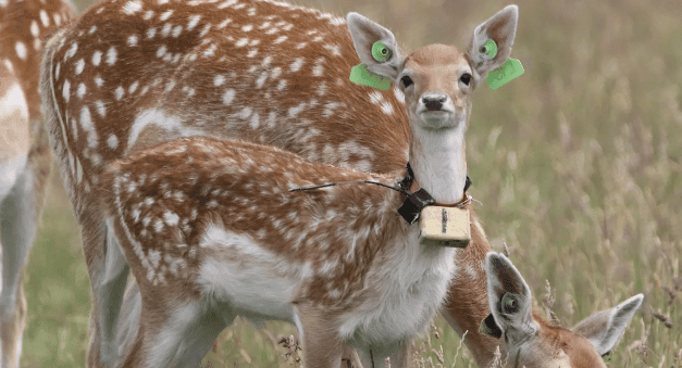 Sleeping Habits of Newborn Deer Mirror Those of Human Infants 
