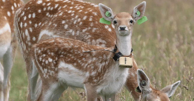 Sleeping Habits of Newborn Deer Mirror Those of Human Infants 