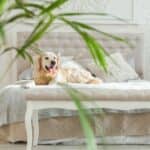 How to Improve Air Quality in Your Bedroom