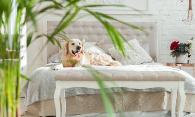 How to Improve Air Quality in Your Bedroom