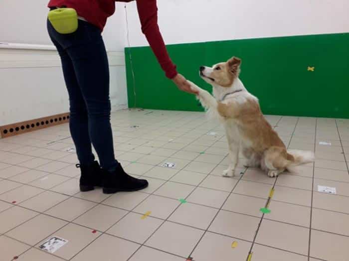 How Sleep and Social Praise Boost Dogs’ Learning Abilities