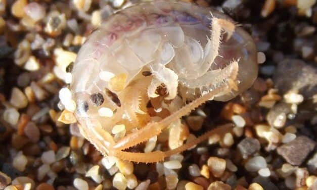 Sandhoppers Use Magnesium as a Natural 'Sleeping Pill' to Survive Winter