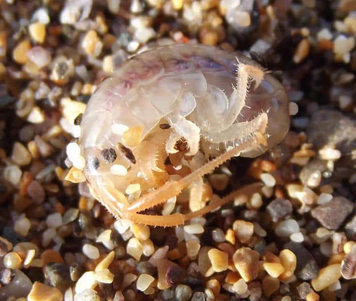 Sandhoppers Use Magnesium as a Natural ‘Sleeping Pill’ to Survive Winter