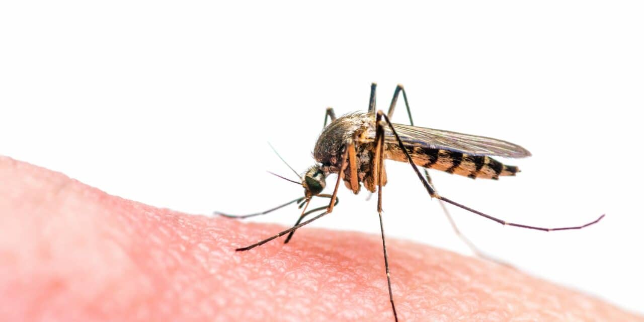 Dengue Fever Linked to Short-Term Sleep Disorders in Taiwan