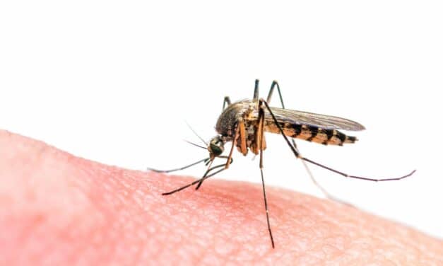 Dengue Fever Linked to Short-Term Sleep Disorders in Taiwan