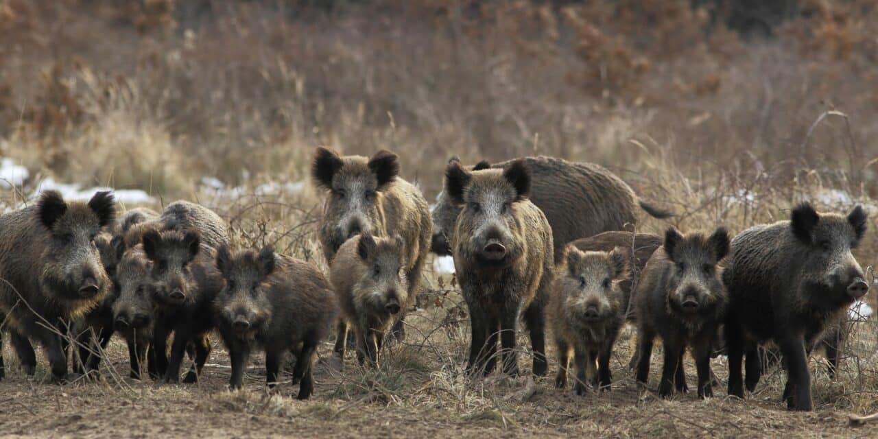 Wild Boars’ Sleep Variability Linked to Environmental Conditions